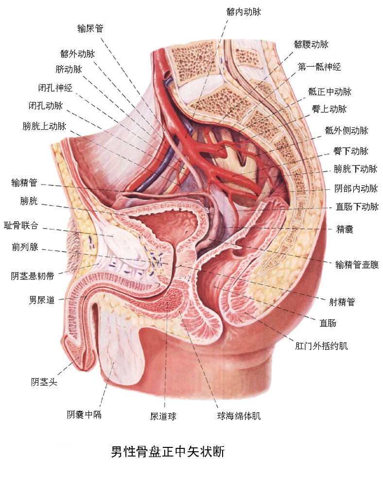 男性尿道male urethra既是排尿路又是排精管道(图2-39 男性盆腔正中矢