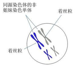 相同基因是否位于姐妹染色单体上